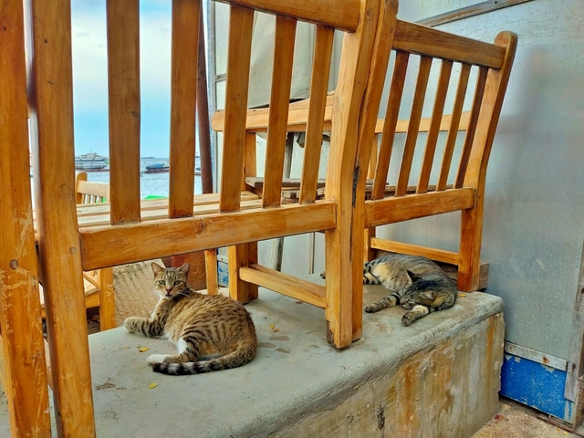 F paka. IMG20221119170038.jpg